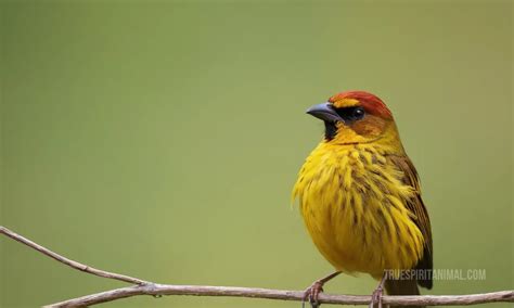 “The Weaver Bird”： 一幅以鳥為主題的獨特象徵與色彩交織